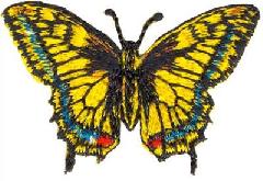 felvasalható folt -sárga pillangó.jpg